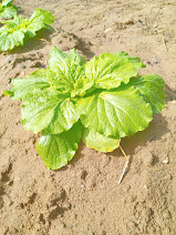 自社農園の野菜たち