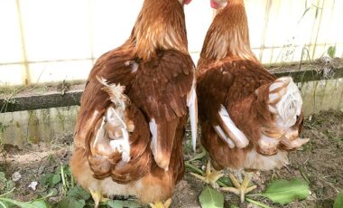 夏野菜とペットご紹介