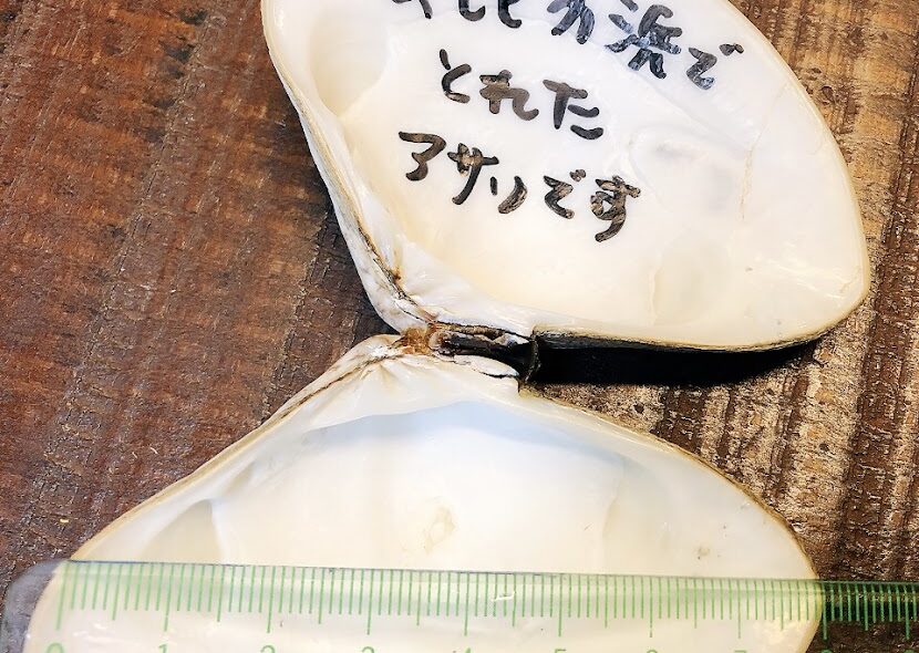 気比の浜で大きなアサリ見つけました☆