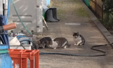 ペットではありません！！