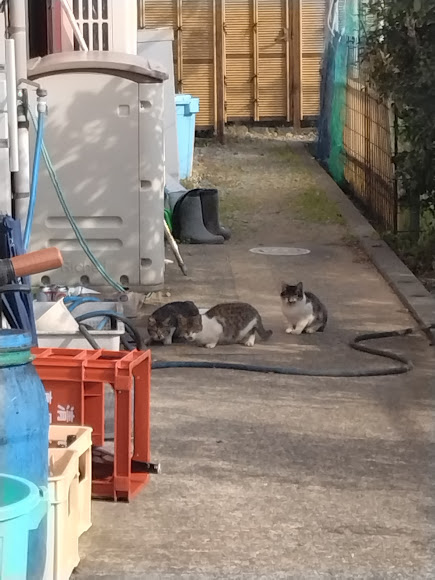 ペットではありません!!